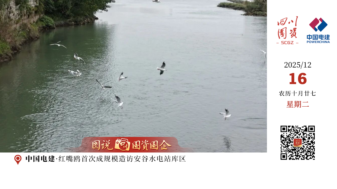 初冬时节，中国电建投资建设的四川安谷水电站库区迎来了一批特殊的“客人”——国家二级保护动物红嘴鸥。这是红嘴鸥首次成规模造访安谷水电站库区。