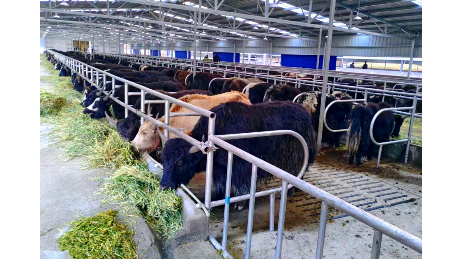 位于金川县卡拉脚乡的标准化牦牛养殖场