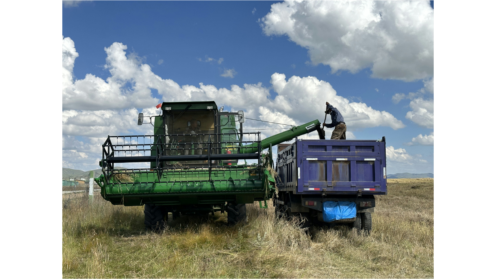 农业队抢抓农时收割菜籽
