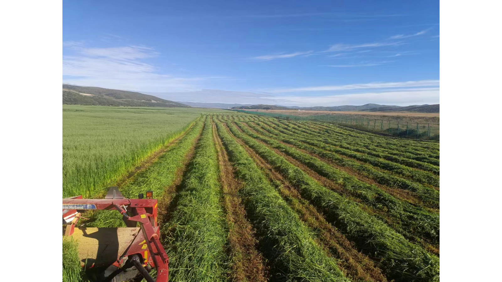 燕麦草长势喜人