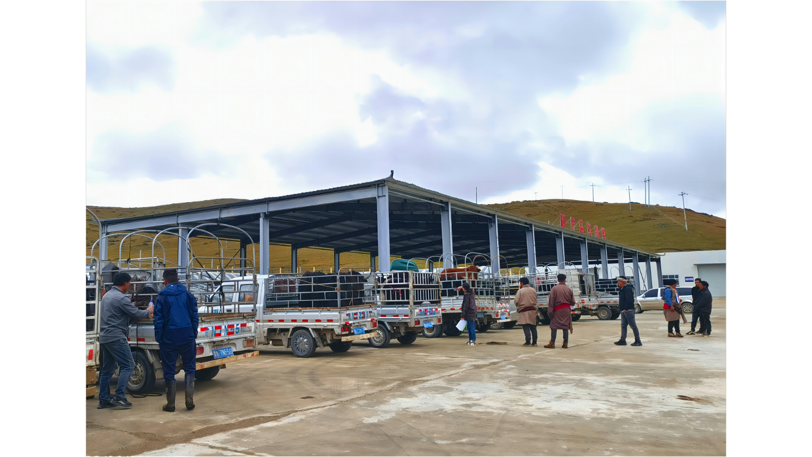 牦牛交易市场火热景象