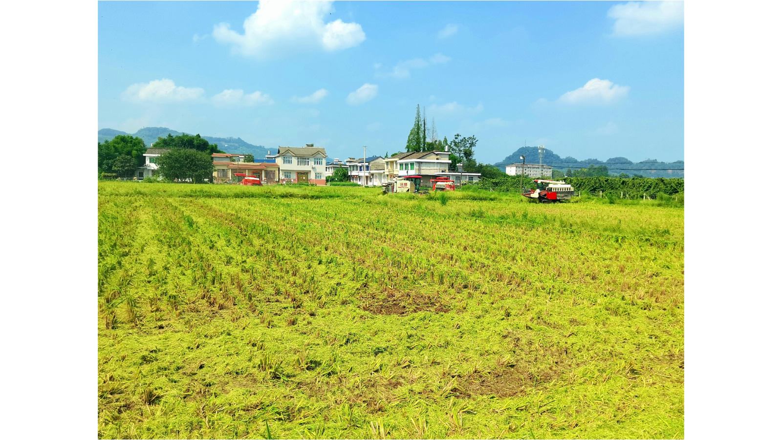 牧云农庄收割水稻