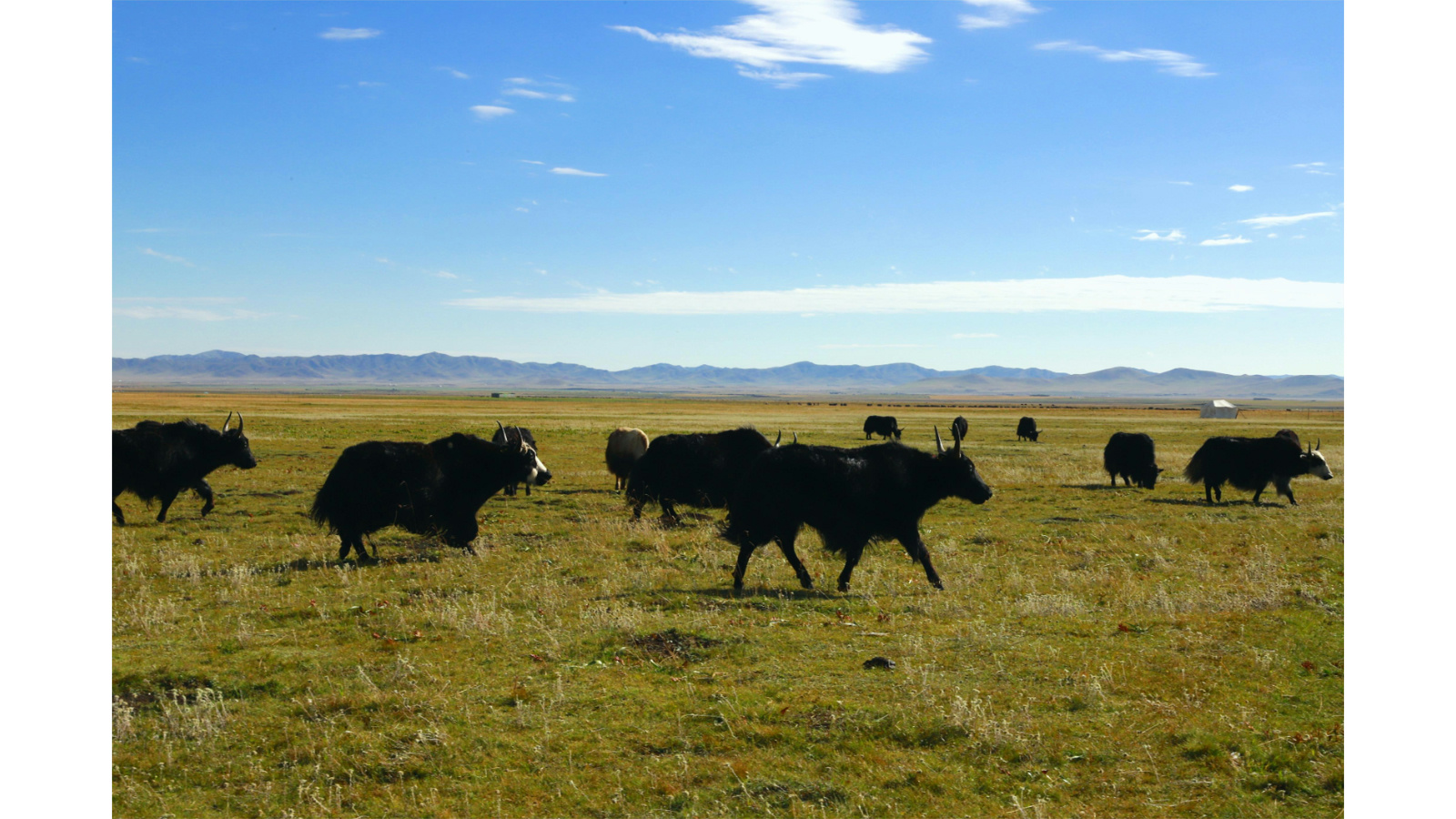 白河牧场畜养的优质牦牛