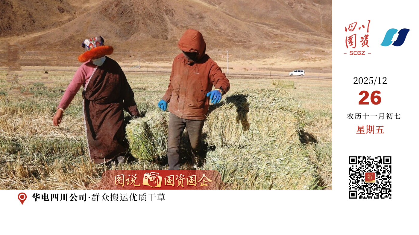 12月，甘孜州石渠县新荣乡草原上，5000余捆，超20万斤优质干饲草整齐堆叠，华电四川公司捐资建设的万亩饲草基地迎来了首次收获。
